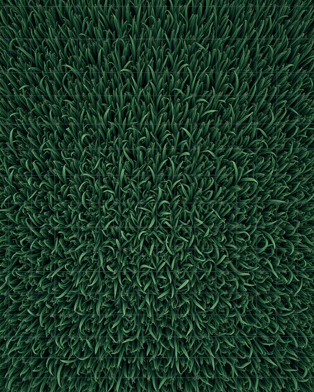 Aerial drone scan of a cornfield with diagnostic grid overlay